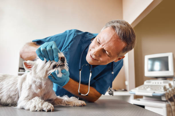 Best Weekend Emergency Dental Services in Sparta, MO